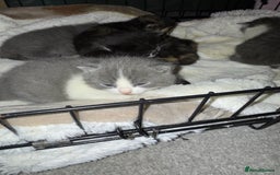 British Shorthair cats for sale: 6 beautiful British shorthair cross kittens  - Advert 6