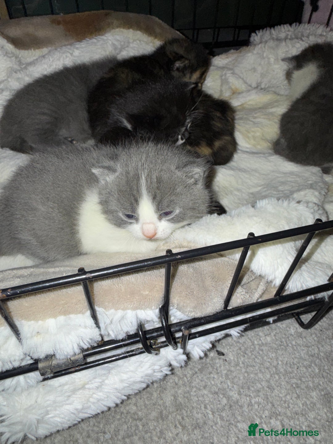 British Shorthair cats for sale: 6 beautiful British shorthair cross kittens  - Advert 6