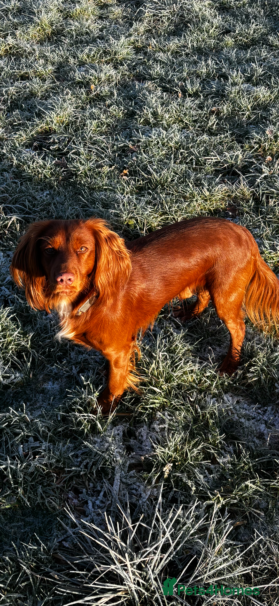 Cocker Spaniel dogs for stud: Available for stud  - Advert 1