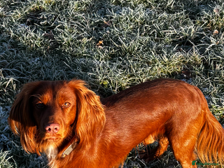 Cocker Spaniel dogs Available for stud - Advert 1