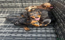 Miniature Dachshund dogs for sale: Miniature dachshund reddy for new homes - Image 13