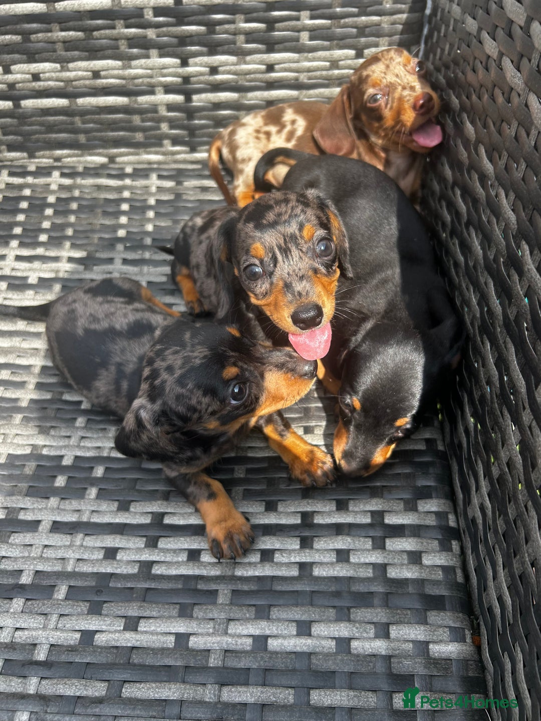 Miniature Dachshund dogs for sale: Miniature dachshund reddy for new homes - Image 13