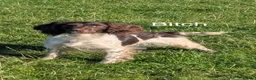English Springer Spaniel dogs for sale: Stunning KC Reg springer spaniels in South Molton - Advert 3