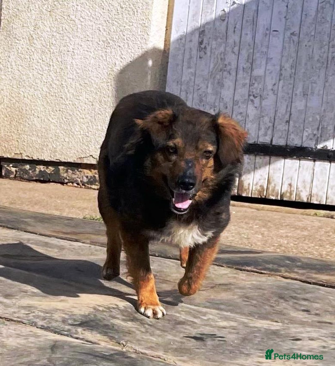 Mixed Breed dogs for adoption: Meet Charlie - a Lovely old boy, for a loving Home - Image 22