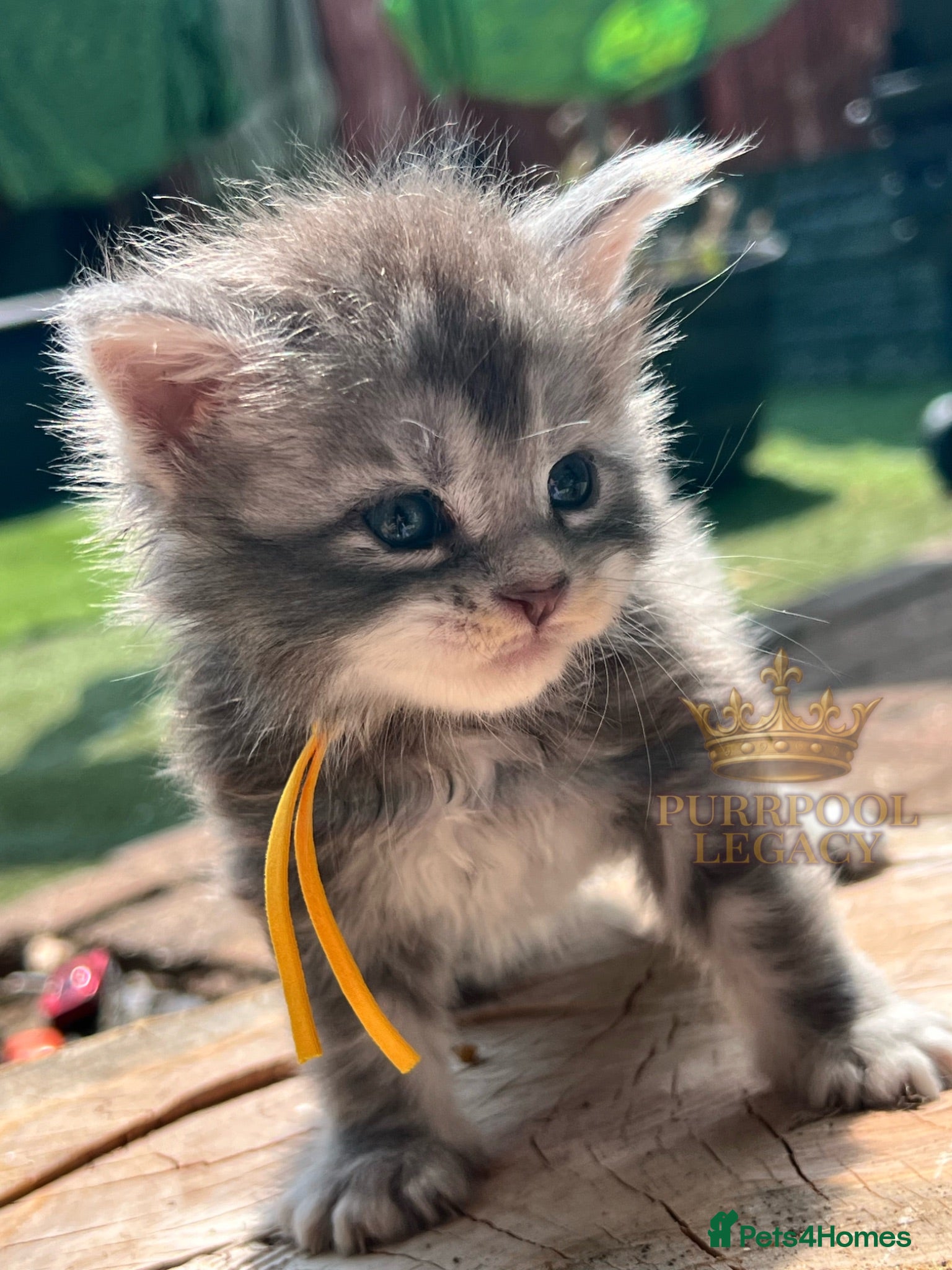 Maine Coon cats TICA registred Maine coon kittens. Rare colours  - Advert 1