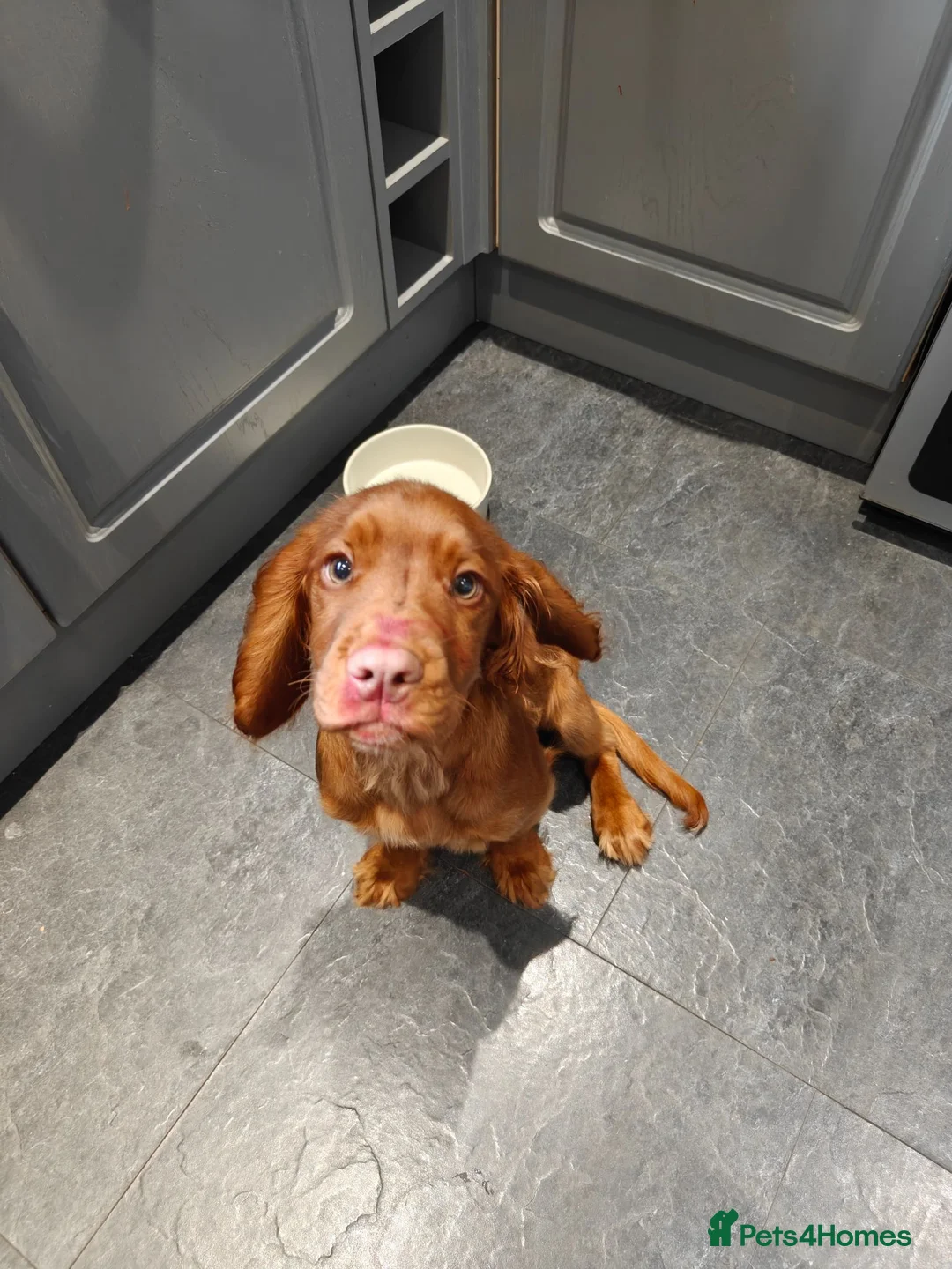 Cocker Spaniel dogs for sale: Female Cocker Spaniel 6 months  - Advert 2