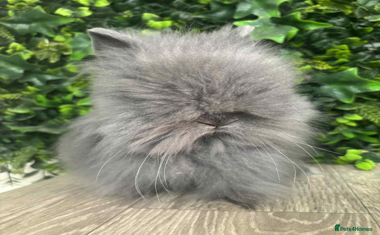 Mini Lop rabbits - Advert 5