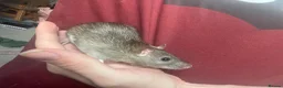 Rat rodents for sale: 2 Rats, Cage + Accessories included in Selby - Advert 2