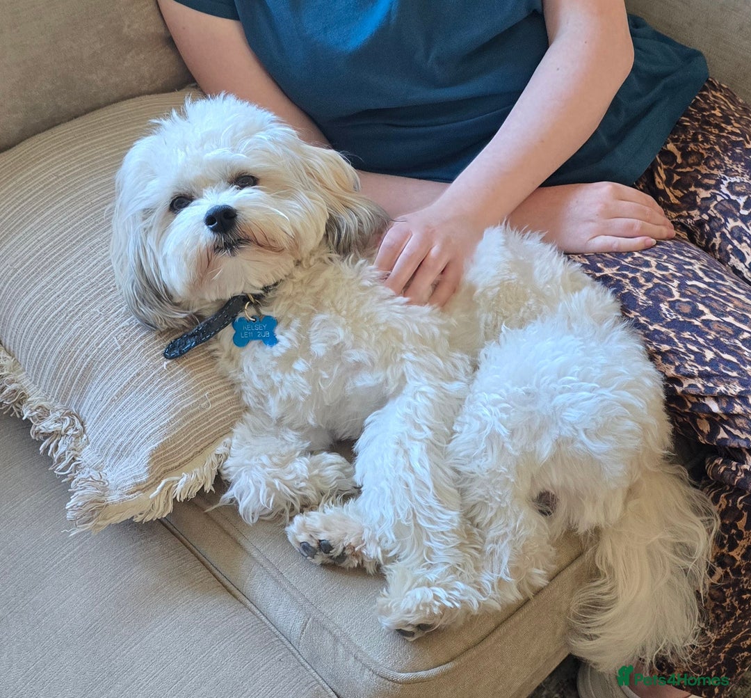 Shichon dogs for stud: Shichon dog - Image 8
