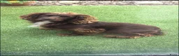 Cockapoo dogs for sale: Beautiful F1 cockapoo puppies - Advert 1
