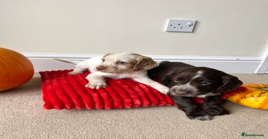 Cocker Spaniel dogs - Advert 3