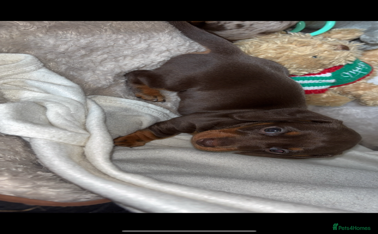 Miniature Dachshund dogs - Advert 7