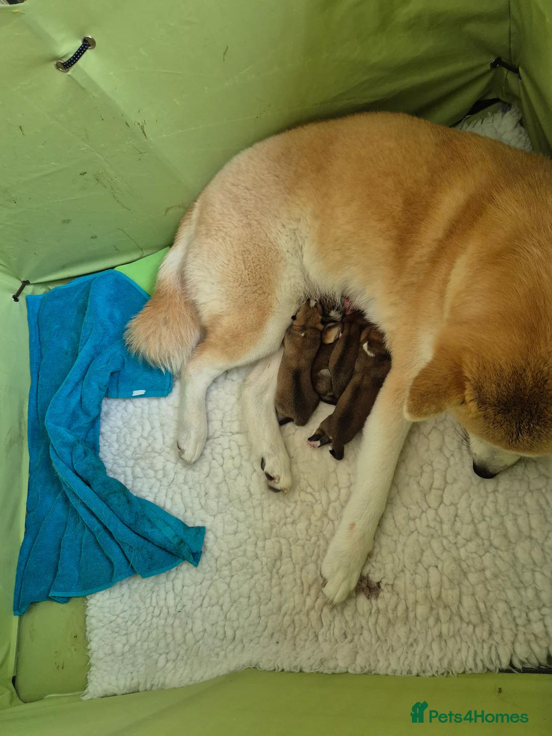 Japanese Akita Inu dogs for sale: Beautiful female Japanese Akita Inu for sale  - Advert 6