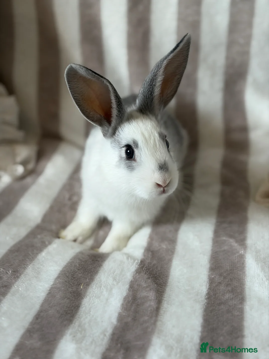 Mixed Breed rabbits for sale: Rex / English Angora baby’s  - Advert 1