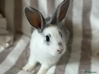 Mixed Breed rabbits Rex / English Angora baby’s - Advert 1