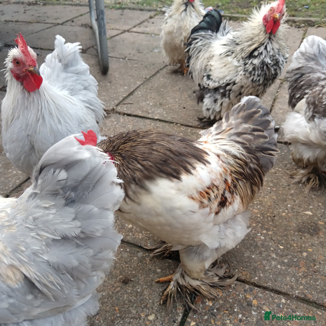 Hens poultry for sale: Chickens for sale - Image 8