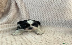 Mixed Breed dogs for sale: Lhasa apso cross shihtzu puppies. - Advert 9