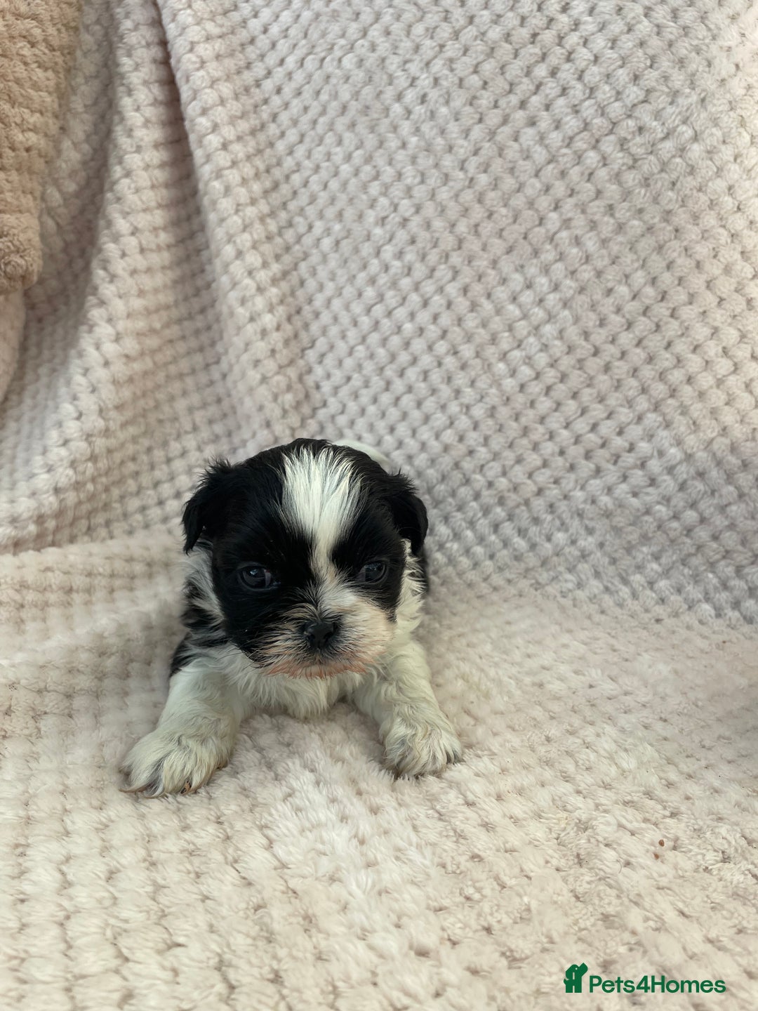 Mixed Breed dogs for sale: Lhasa apso cross shihtzu puppies. - Advert 9