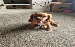 Cavalier King Charles Spaniel dogs for sale: Beautiful Cavellier Puppies Essex in Rayleigh - Image 5