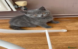 British Shorthair cats for sale: 2 Beautiful British ShortHair  - Image 1