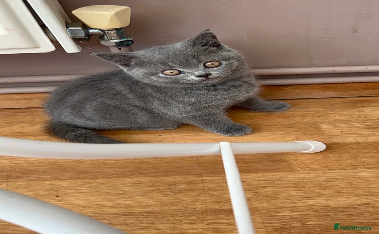 British Shorthair cats - Advert 12