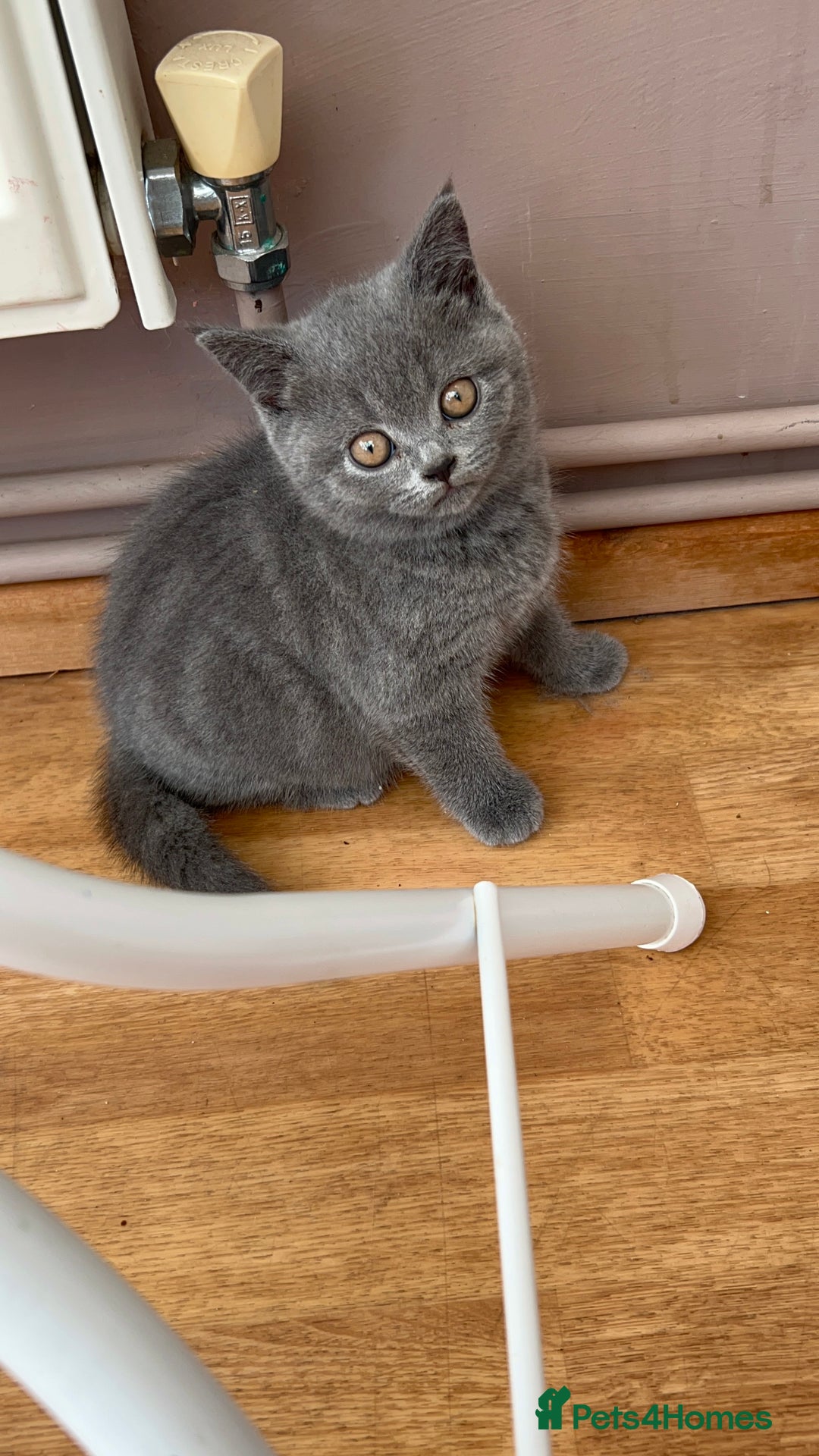 British Shorthair cats for sale: 2 Beautiful British ShortHair  - Image 1