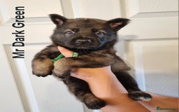 German Shepherd dogs for sale: 12 Czech KC Extensively Health Tested GSDs Puppies - Image 7