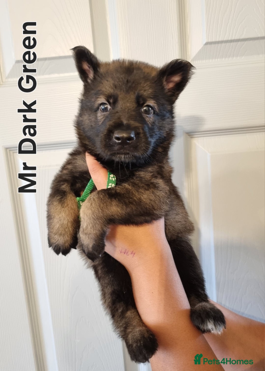 German Shepherd dogs for sale: 12 Czech KC Extensively Health Tested GSDs Puppies - Image 7