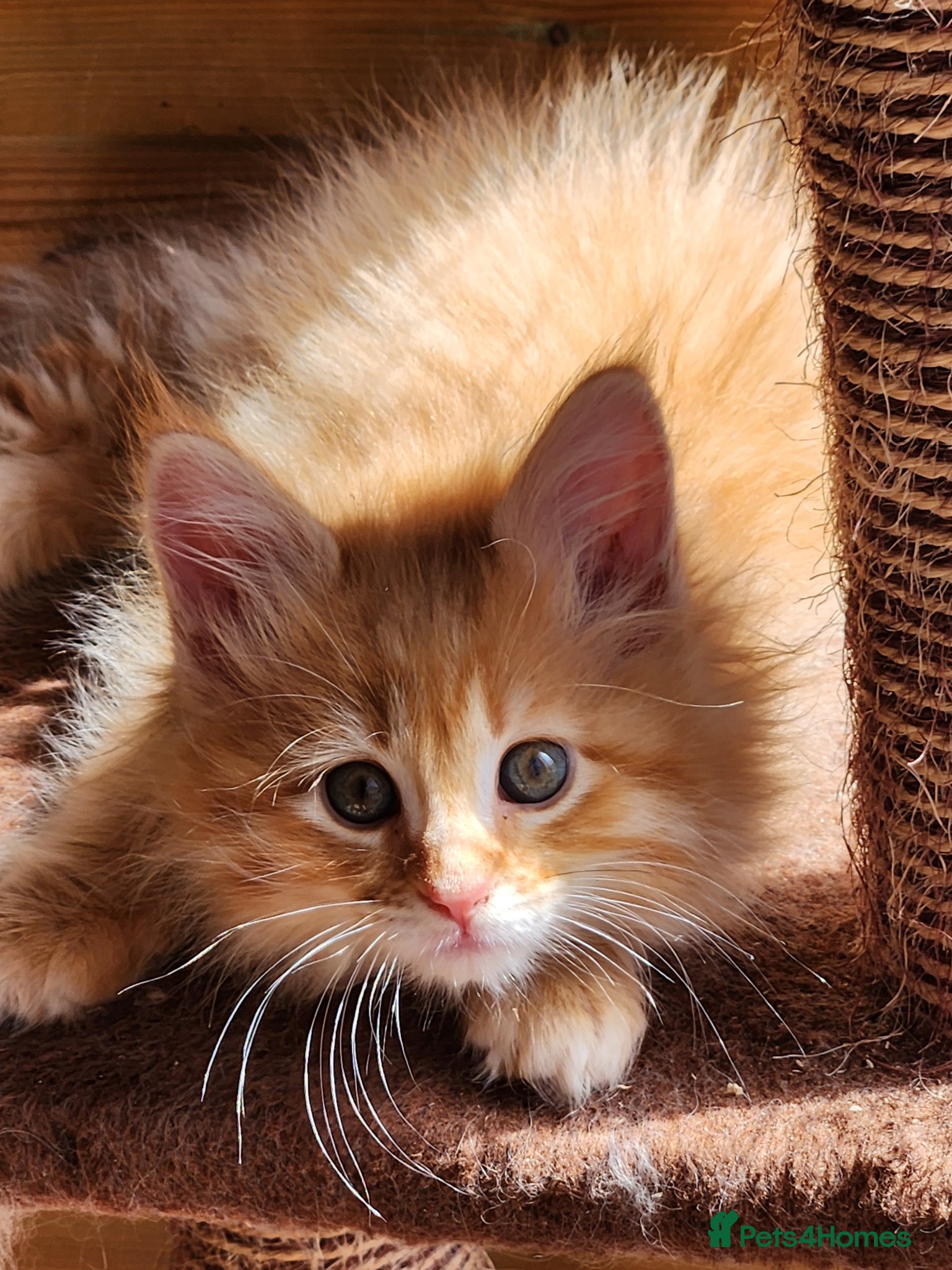 Maine Coon cats Maine Coons ready April 4 male 1 female  - Advert 1