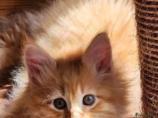 Maine Coon cats Maine Coons ready April 4 male 1 female - Advert 1