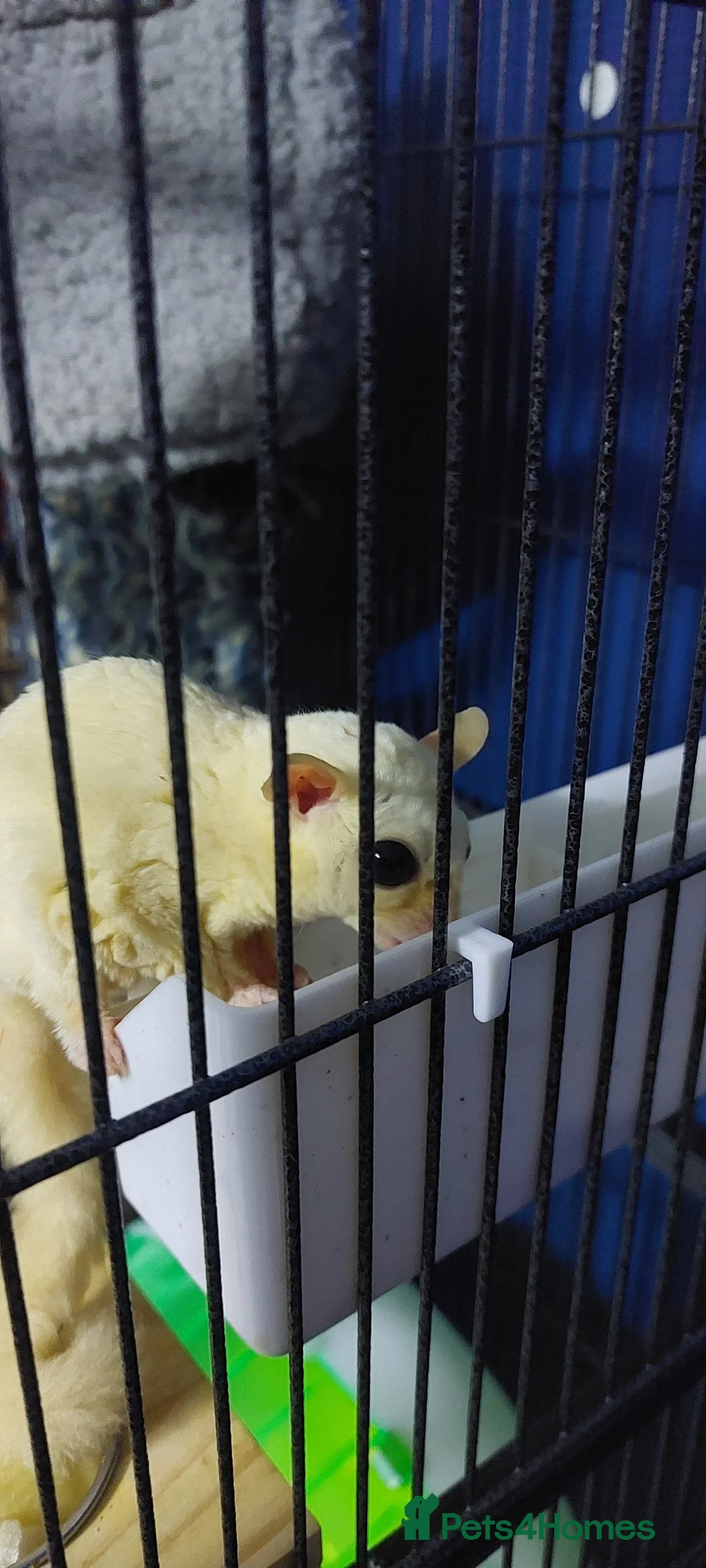 Sugar Glider rodents for sale: Breeding pair of sugar gliders - Advert 3