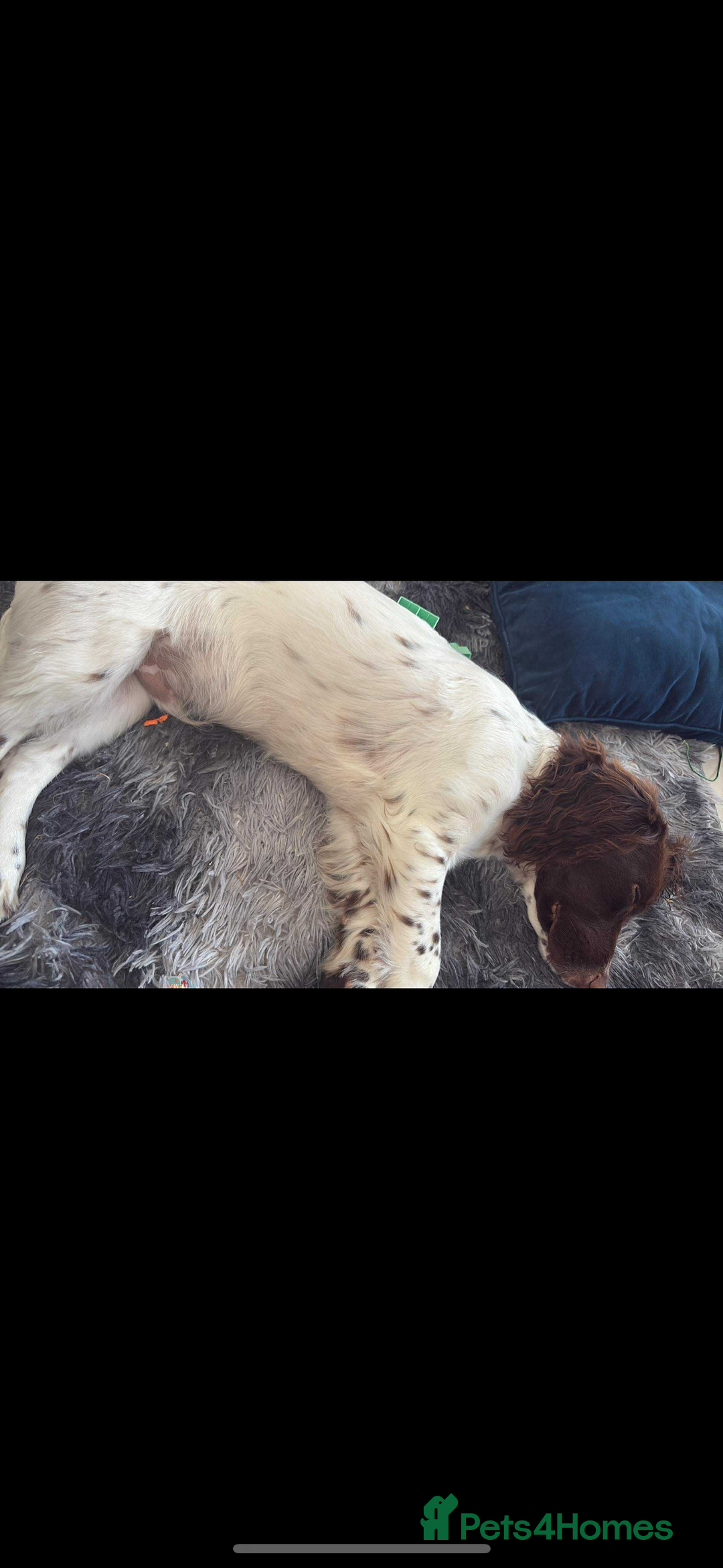 English Springer Spaniel dogs for sale: English Springer spaniel  - Image 1