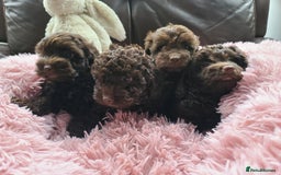 Cavapoo dogs for sale: Chocolate F1B Cavapoos. Health Tested.  - Image 25