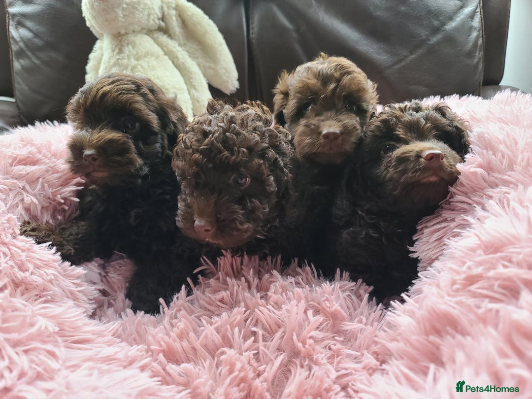 Cavapoo dogs for sale: Chocolate F1B Cavapoos. Health Tested.  - Image 25