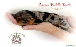 Cavapoo dogs for sale: Beautiful F1 Cavapoo Puppies - Image 1
