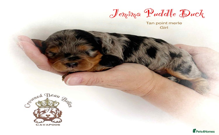 Cavapoo dogs - Advert 13