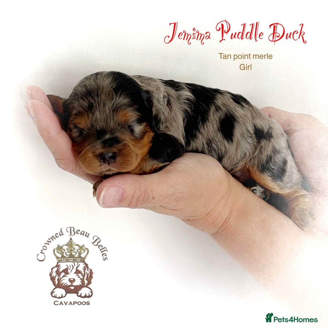 Cavapoo dogs for sale: Beautiful F1 Cavapoo Puppies - Image 1