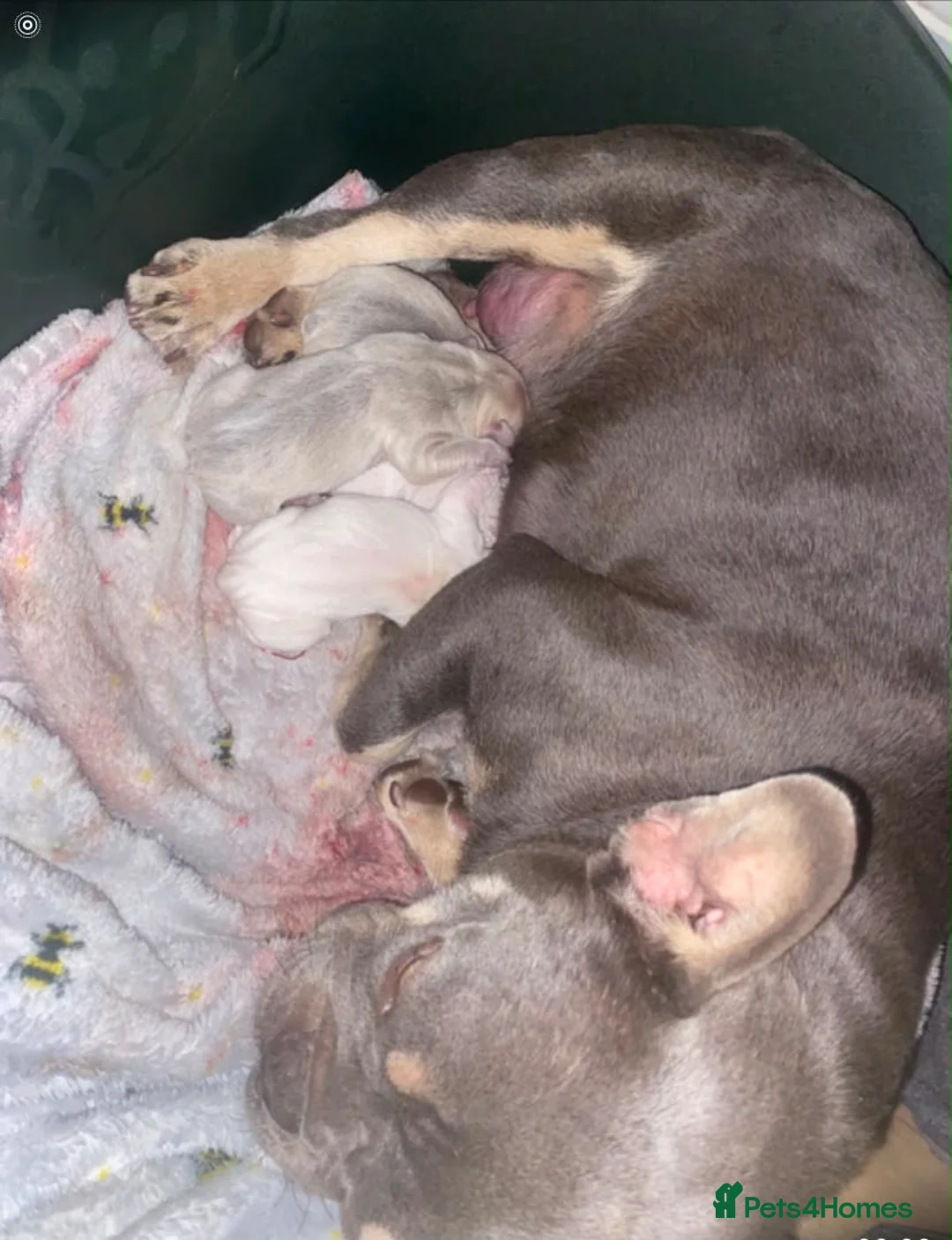 French Bulldog dogs for sale: French bulldog puppies  - Advert 2