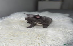 Chihuahua dogs for sale: Blue chihuahua puppy ready now - Image 3