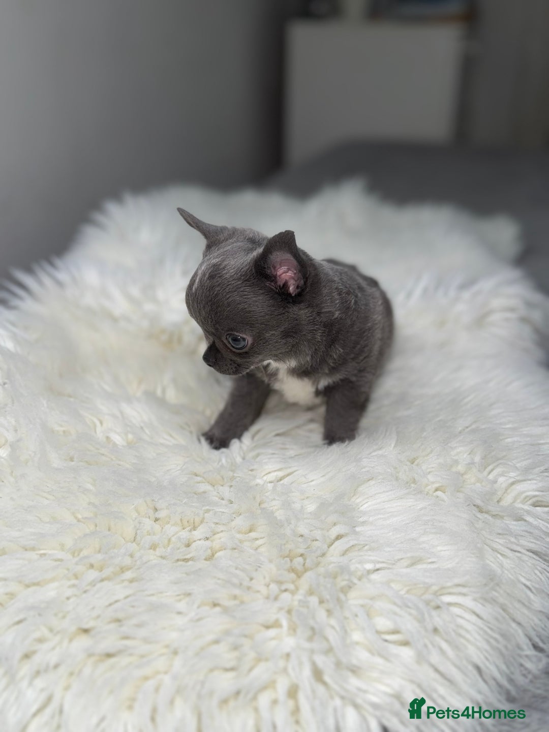 Chihuahua dogs for sale: Blue chihuahua puppy ready now - Image 3