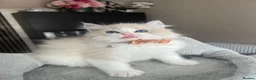 Ragdoll cats for sale: Registered Ragdoll kittens for sale - Advert 14
