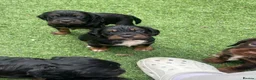 Cocker Spaniel dogs for sale: Beautiful working cocker spaniel puppies - Advert 10
