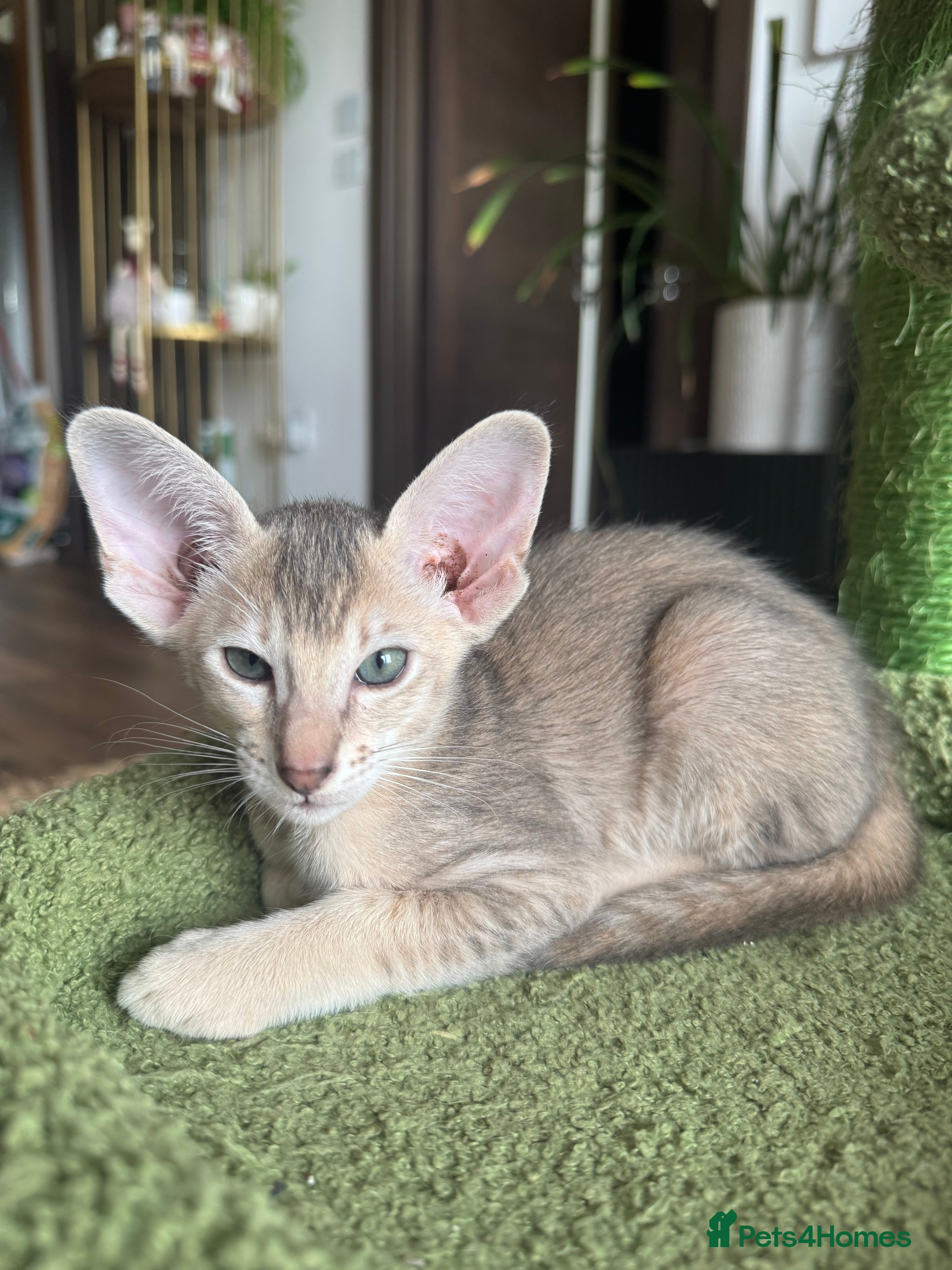 Peterbald cats Pedigree registered TICA kittens - Advert 2
