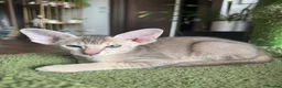 Peterbald cats for sale: Pedigree registered TICA kittens - Advert 6