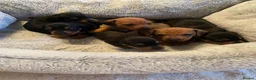 Dachshund dogs for sale: Miniature dashund  - Advert 7
