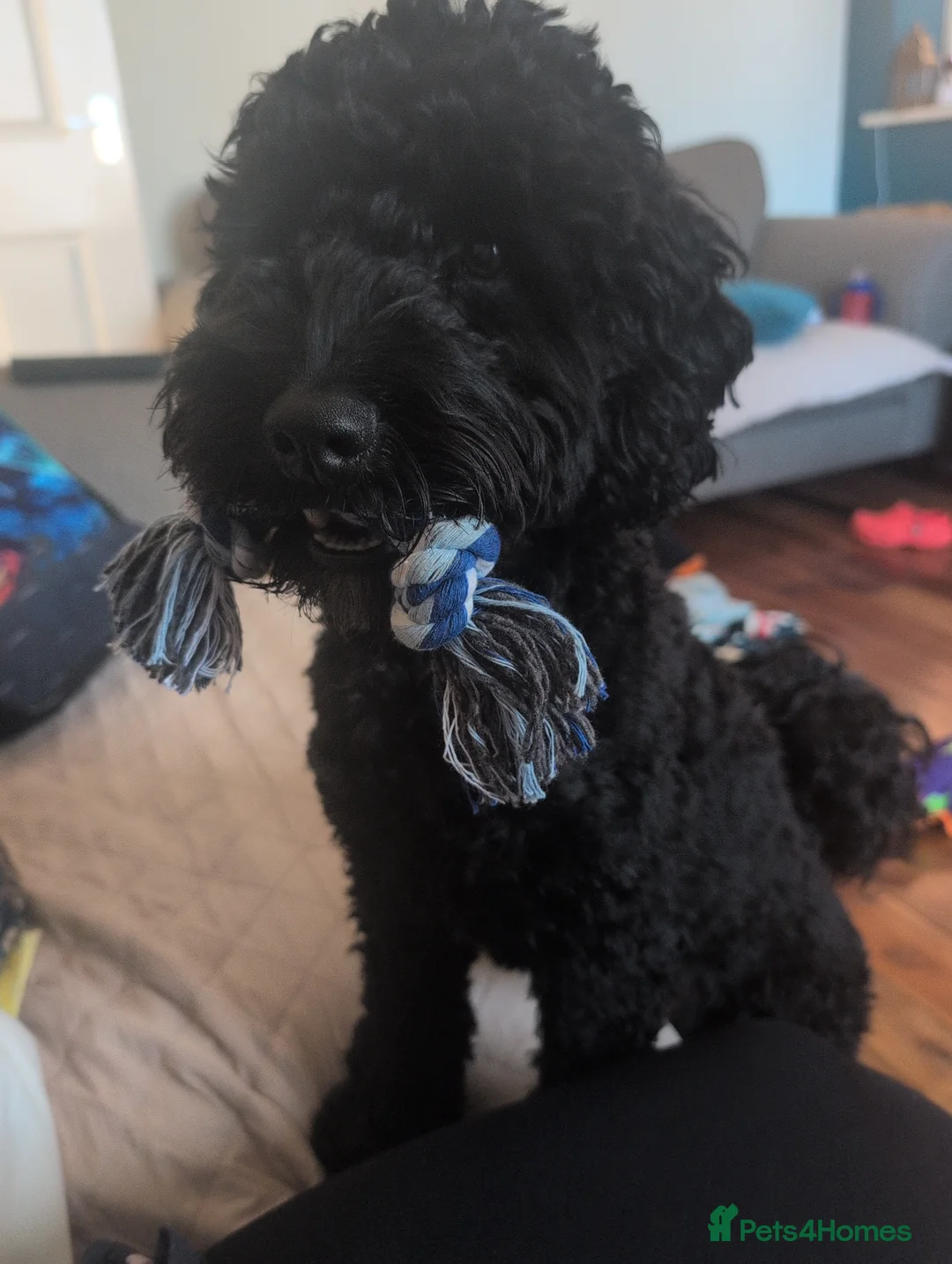Cockapoo dogs for sale: Excitable & loving Black cockapoo male 11 months  - Advert 4