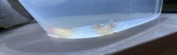 Axolotl reptiles for sale: Juvenile albino axolotl  - Advert 3
