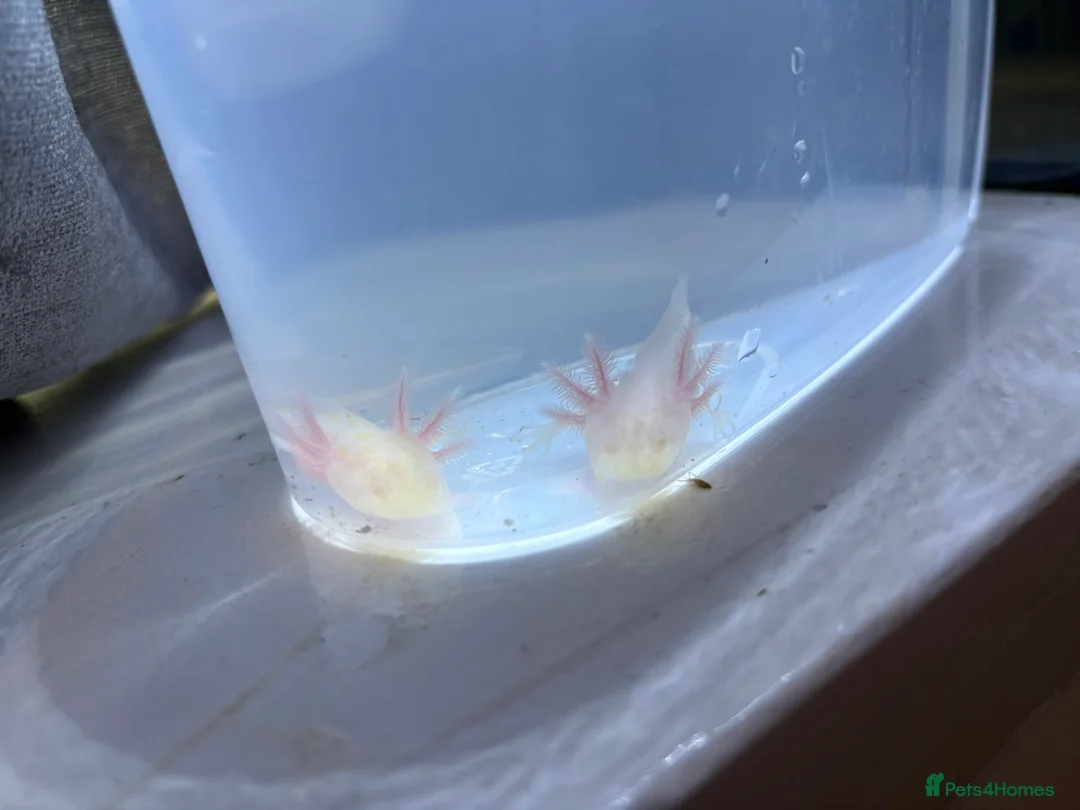 Axolotl reptiles for sale: Juvenile albino axolotl  - Advert 3