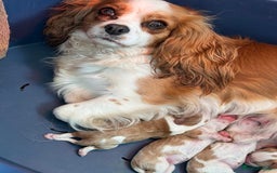 Cavalier King Charles Spaniel dogs for sale: Beautiful Blenheim Cavalier King Charles puppies - Image 5