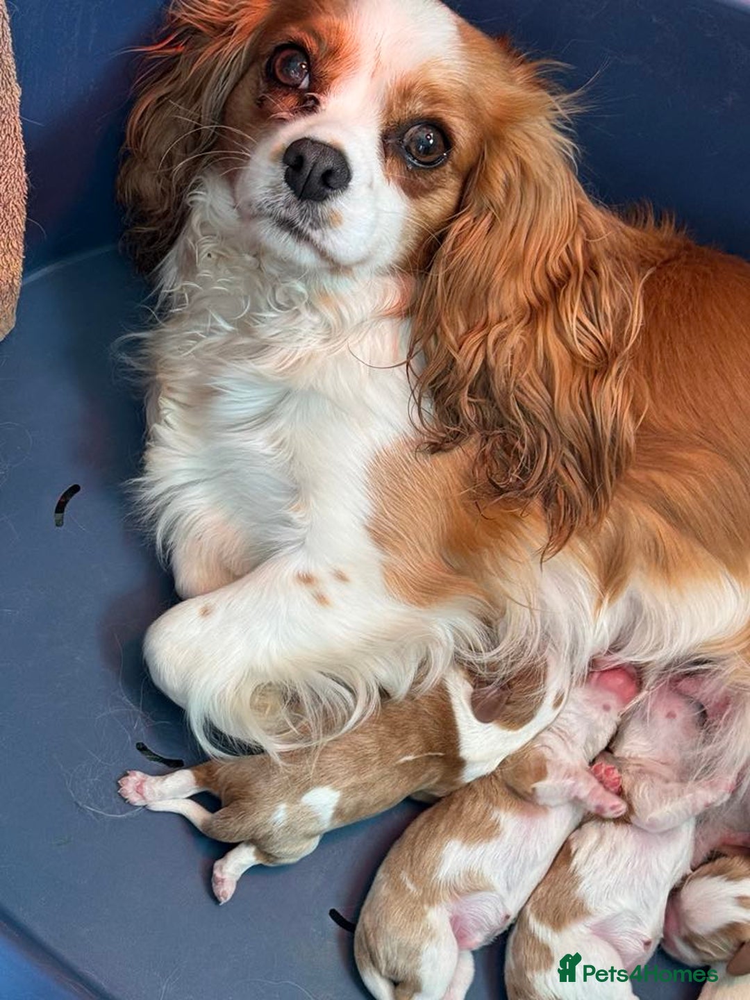 Cavalier King Charles Spaniel dogs for sale: Beautiful Blenheim Cavalier King Charles puppies - Image 5